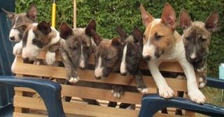 Wundervolle Miniatur Bullterrier aus pll freier