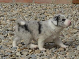 Border Collie welpen blue merle mit Ahnentafel