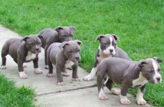 American Bully XXL Pitbull Blueline Welpen