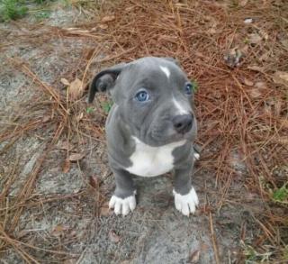 Reinrassiger American Pitbull 10 Wochen Alt