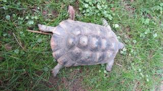 Breitrandschildkröte 17 Jahre alt