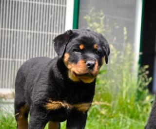 ADRK-Rottweiler-Rüde, 10 Monate alt