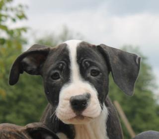 American Staffordshire Welpen Abzugeben 11 WO