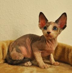 Reinrassige Kanadische Sphynx Kitten mit Papieren