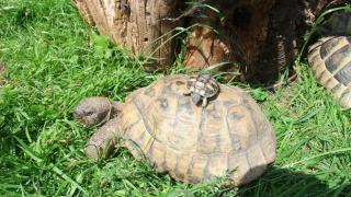 Griechische Landschildkröte