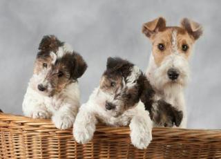 Reinrassig Foxterrier welpen