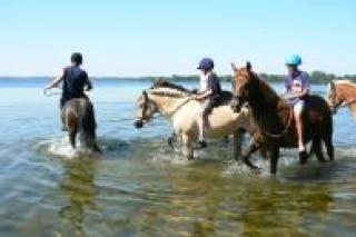 Reiterferien in Schleswig Holstein