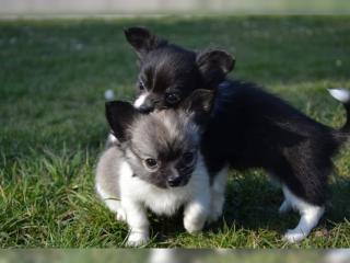 Reinrassige Chihuahua Welpen mit Ahnentafel