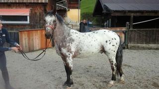 Wunderschöner Appaloosa Wallach mit Paß, geimpft,