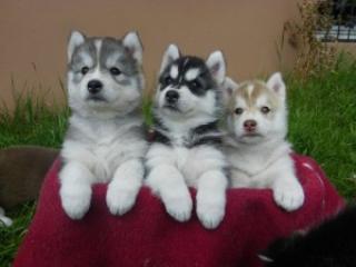 Wunderschöne Siberian Husky Welpen suchen ein neues Zuhause Hallo liebe Husky-