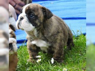 Wunderschöne Bulldog Welpen aus Spitzenverpaarung