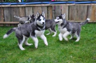 Husky Welpen in gute Hände abzugeben