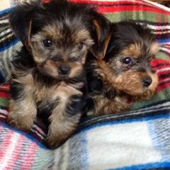 Yorkshire Terrier Zwergspitzkj welpen DRINGEND abzugeben