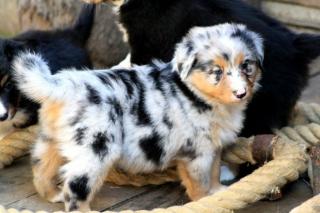 Reinrassige typvolle Australian Shepherd Welpen mit