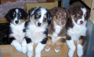 Australian Shepherd Welpen, in tollen Farben mit blauen Augen,