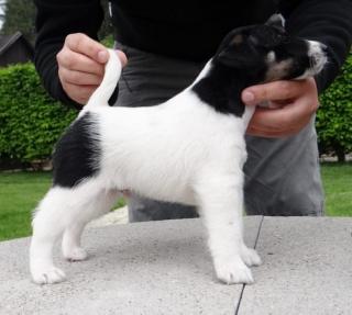 Foxterrier-Welpen suchen ein neues Zuhause