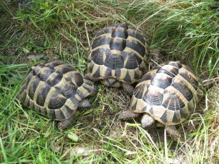 Griechische Landschildkröten Testudo hermanni