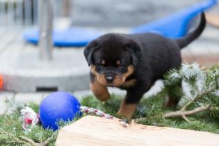 ADRK Rottweilerwelpen