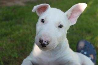 Wundervolle Miniatur Bullterrier rüde aus pll freier verpaarung