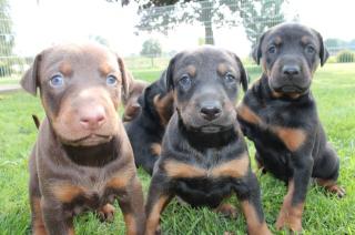 Erstklassige Dobermannwelpen mit Papieren