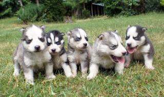 Siberian Husky Welpen aus traumhafter Verpaarung