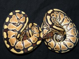 Russo Lemon het Leucist Python regius