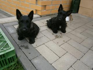 Bildschöne Scottish Terrier Welpen aus VDH / KfT Zucht