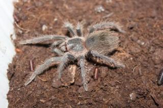 Vogelspinne Lasiodora parahybana, Körperlänge 3 bis 3, 5 cm