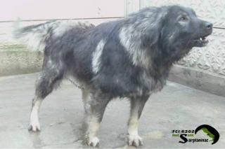 Jugoslawischer Hirtenhund - Sarplaninac FCI 4302