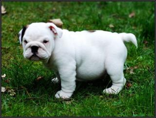 Englische-Bulldogge-Welpen in besonderen Farben