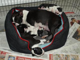 Boston Terrier Welpen mit KfT/VDH/FCI Papieren