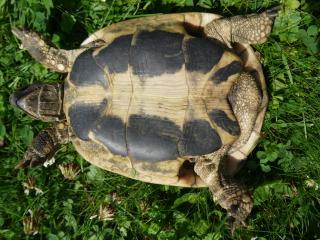 Griechische Landschildkröten Jg. 2021