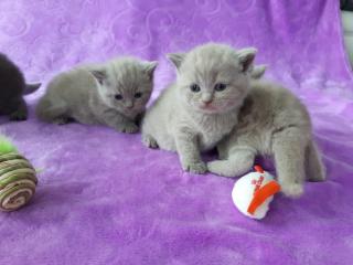 BKH Kitten mit Stammbaum BLUE / LILAC-