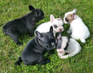 Französische Bulldoggen Welpen mit Papieren