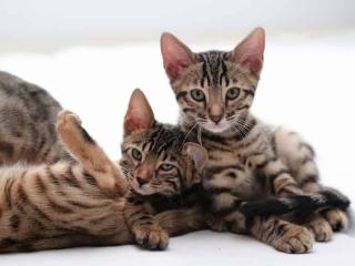 Erstklassige Bengal Kitten mit Stammbaum