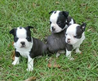 Boston Terrier reinrassig zum verkauf