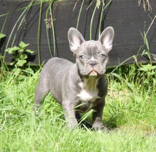 Französische Bulldogge Welpen, mit Papieren blau, blue-sable und blue-red-fa