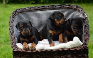 Liebevolle und Hübsche Dobermann welpen