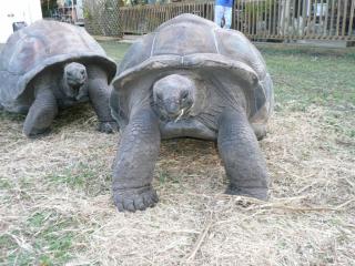 Schöne Aldabra Schildkröte mit Micro-Chip