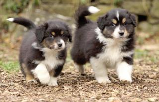 Bildhübsche, typvolle Australian Shepherd Welpen ASCA, Showlinie