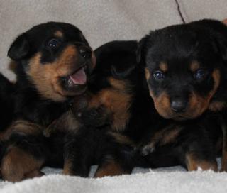 Rottweiler Welpen 11 Wochen alten