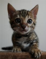 Bengal Kitten Stammbaum aus seriöser Zucht