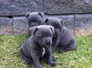 Amerikanische Staffordshire terrier- blue