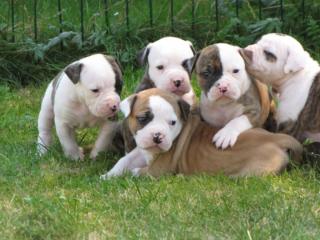 American Bulldog