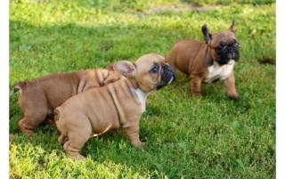 Welpen Französische Bulldogge