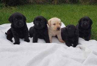 Kernige Labrador Welpen in allen Farben abzugeben.