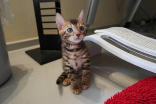 Verschmuste Bengal Kitten abgabebereit mit Stammbaum