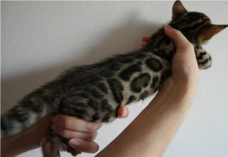 Bengal Kitten Zucht Kater mit Stammbaum Prima Kontrast