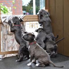 Staffordshire Bullterrier Welpen Blueline