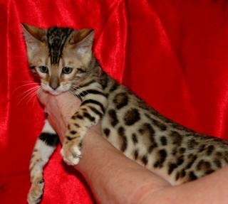 Reinrassige Bengal Katzen Kitten mit Stammbaum